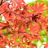 春紅葉　14