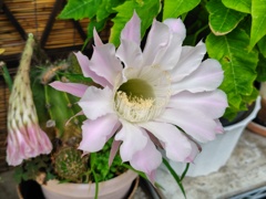 サボテンの花　2/2