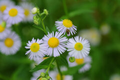 教えて下さい　ヒメジョンに　何虫？