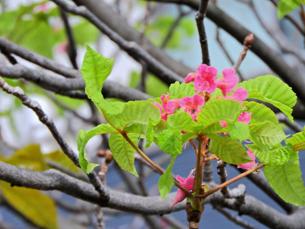 季節外れの紅花栃の木の花２