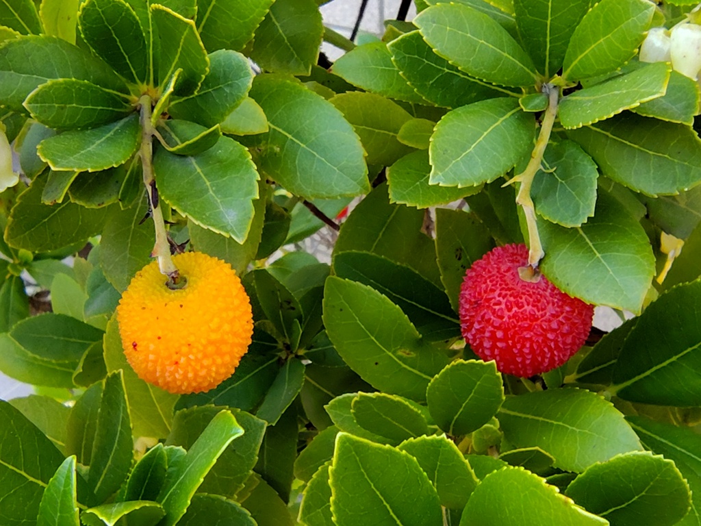 ストロベリーツリー   苺の木　（いちごのき）　実　２