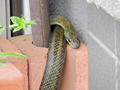 ヘビィ~>゜)～～～　につき閲覧注意！！　３