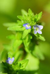 たちいぬのふぐり(立犬の陰嚢)9  たちいぬのふぐり(立犬の陰嚢)9