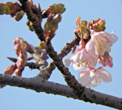 桜咲く・・寒桜 （かんざくら）７
