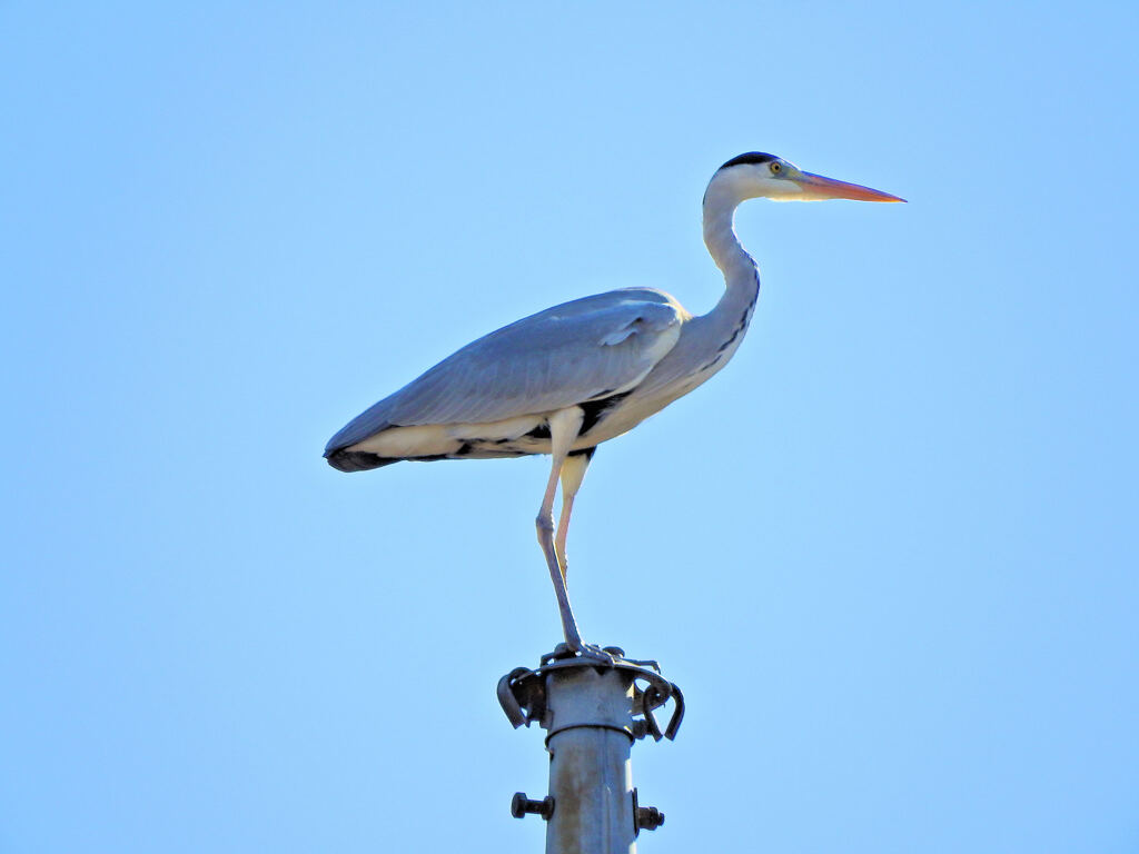 風見鶏気取りのアオサギ