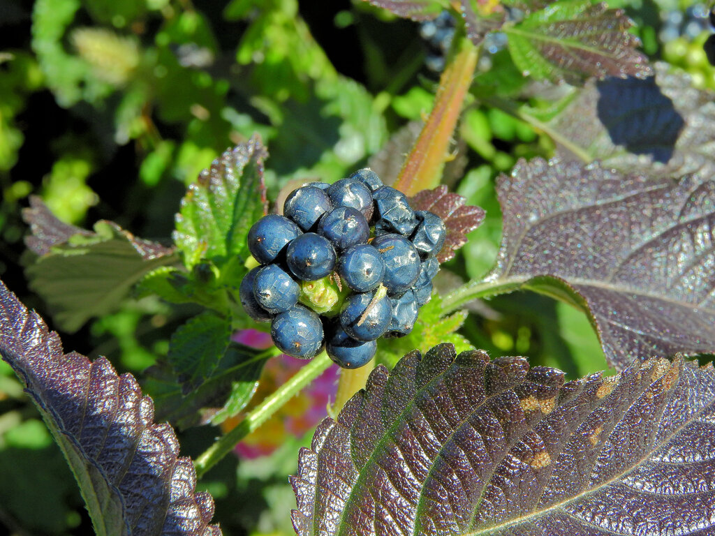 ランタナの実　１