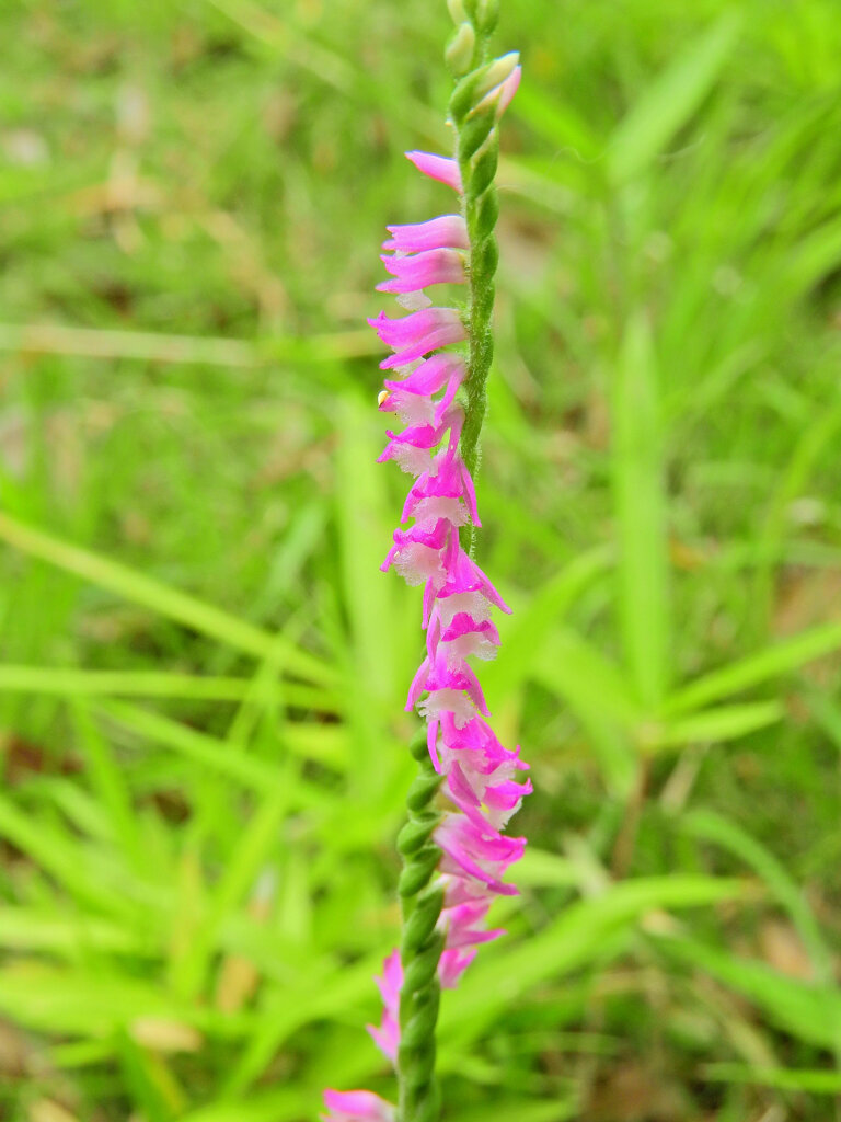 捩花　５