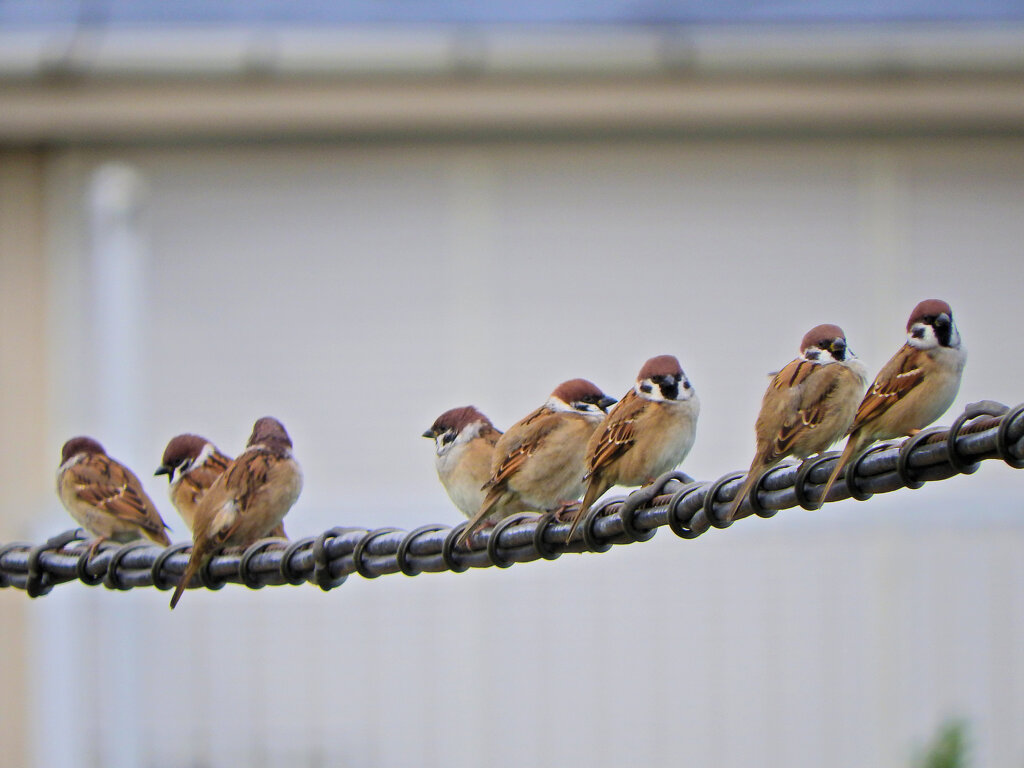"ε(｡•ө•｡)з"チュンのミーティング　