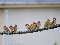 "ε(｡•ө•｡)з"チュンのミーティング　