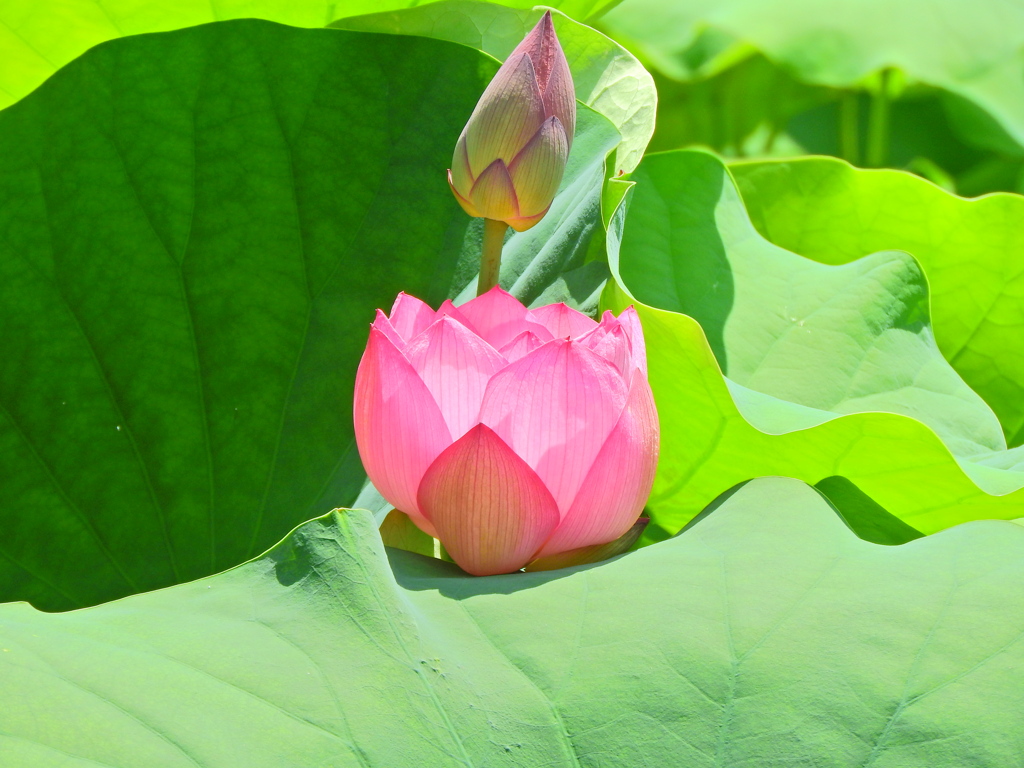 蓮の花　１０