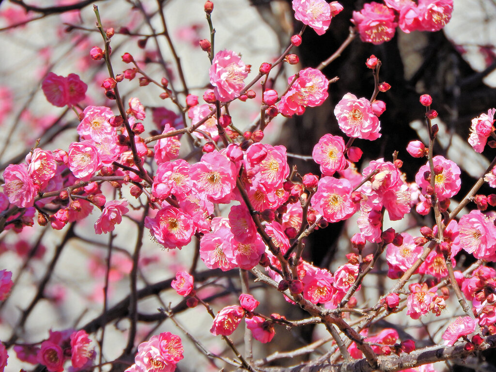 満開の紅梅　４