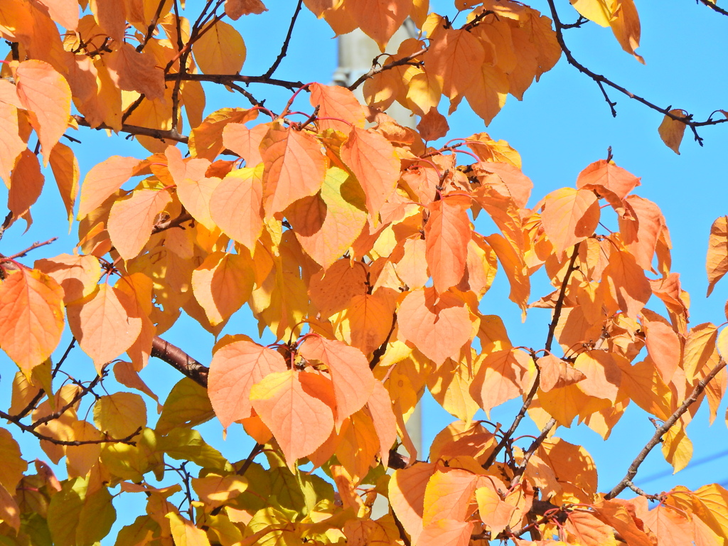 杏の紅葉
