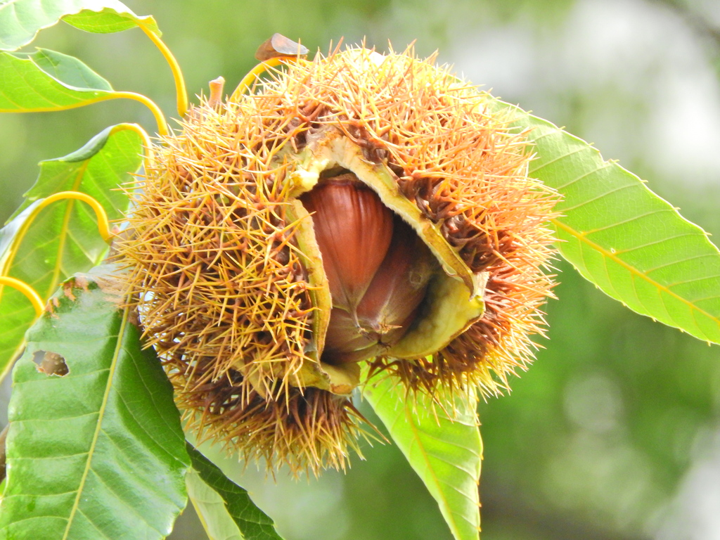 栗っ喰うしてはいけません！！
