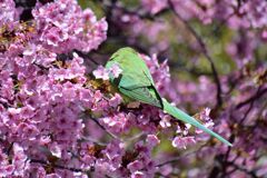 河津桜を喰い散らす　ワカケホンセイインコ　⑥