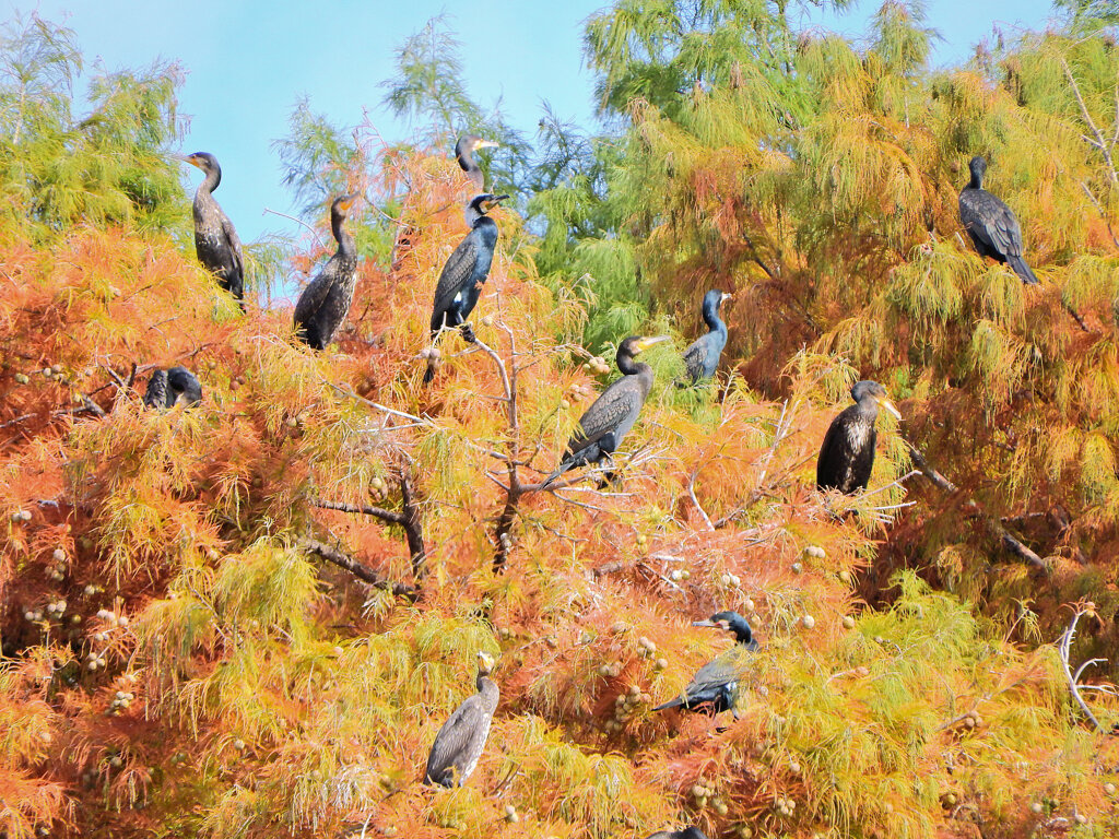 川崎市等々力緑地公園・・釣り堀池でカワウの大群　５