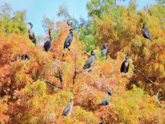 川崎市等々力緑地公園・・釣り堀池でカワウの大群　５