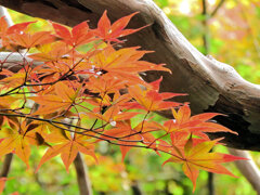 近所のお寺の紅葉　４