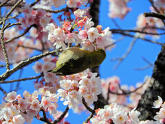 サクジロー　７