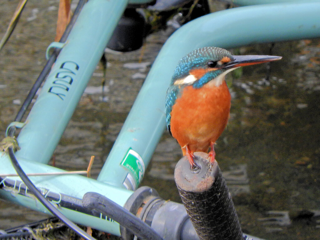 河川に捨てられた自転車のハンドルに・・・　翡翠さん　３