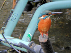 河川に捨てられた自転車のハンドルに・・・　翡翠さん　３