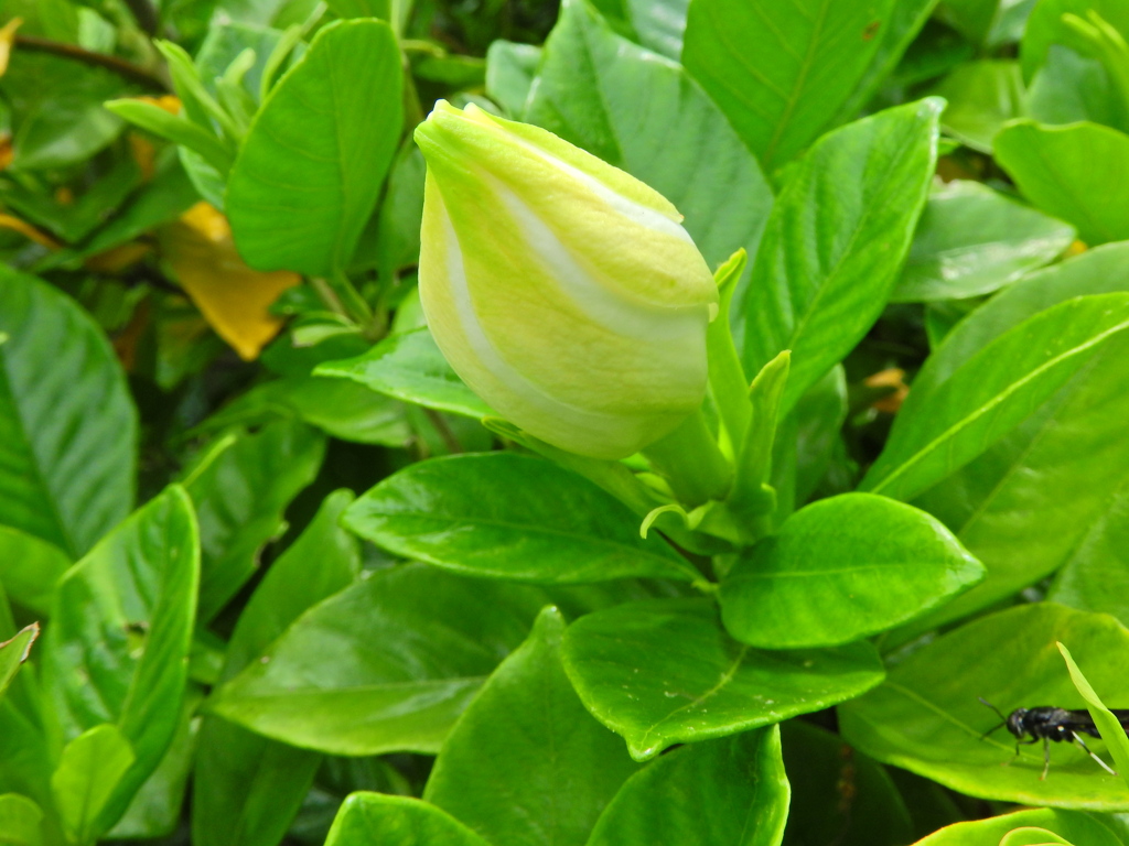 八重咲き梔子　３