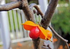 弾けた　ツルウメモドキ（蔓梅擬）５