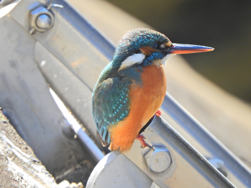 今日のカワセミ　さん　１０