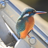 今日のカワセミ　さん　１０