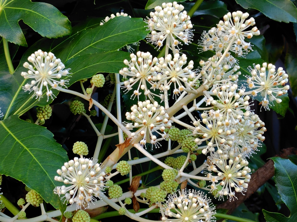 八手の花（やつでのはな）３