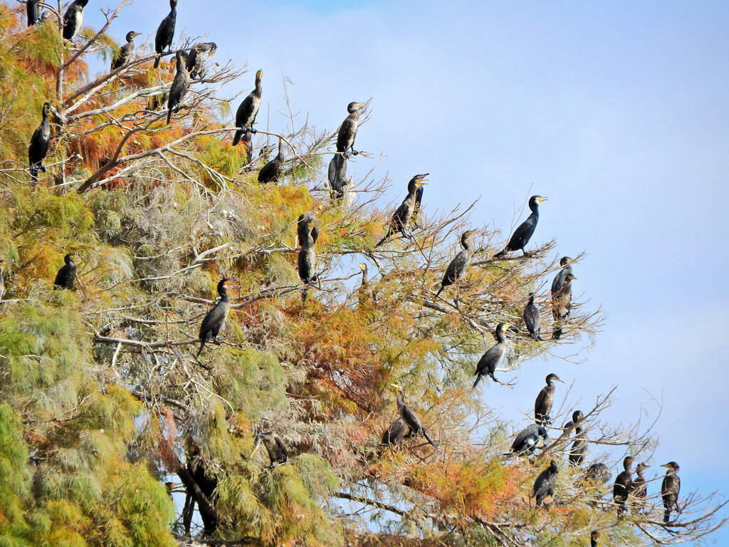 川崎市等々力緑地公園・・釣り堀池でカワウの大群　２