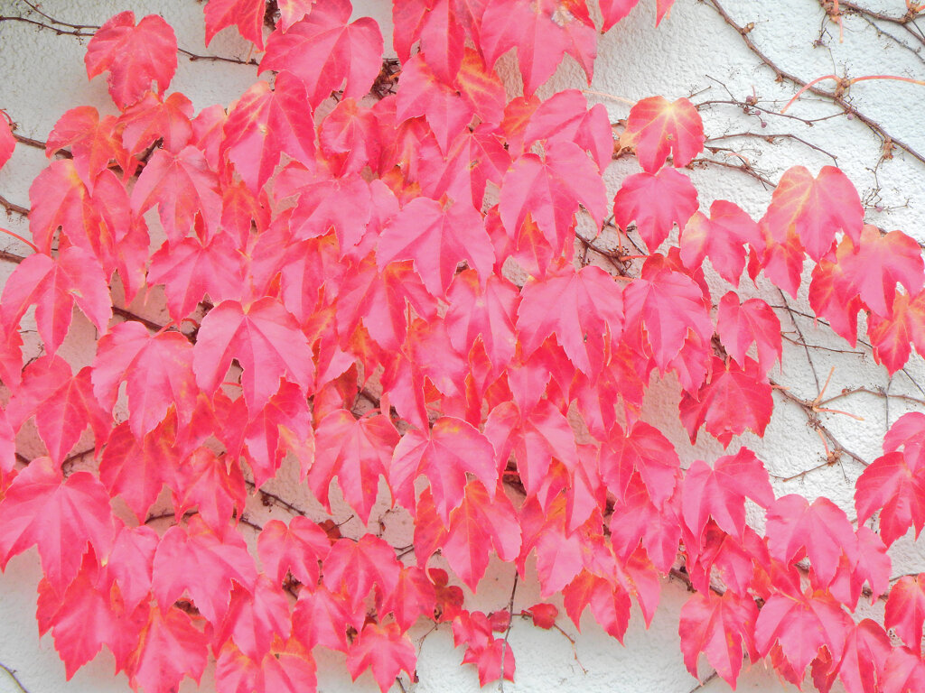 蔦なるもの・・・４