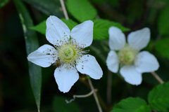 クサイチゴ／くさいちご／草苺　の花　１