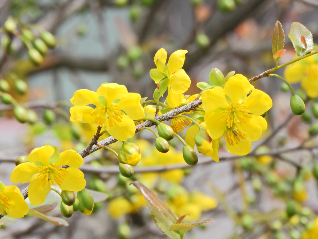 ミッキーマウスの木   （オクナ・セルラタ）花　３