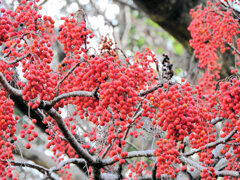 飯桐 （いいぎり）　南天桐（なんてんぎり）３