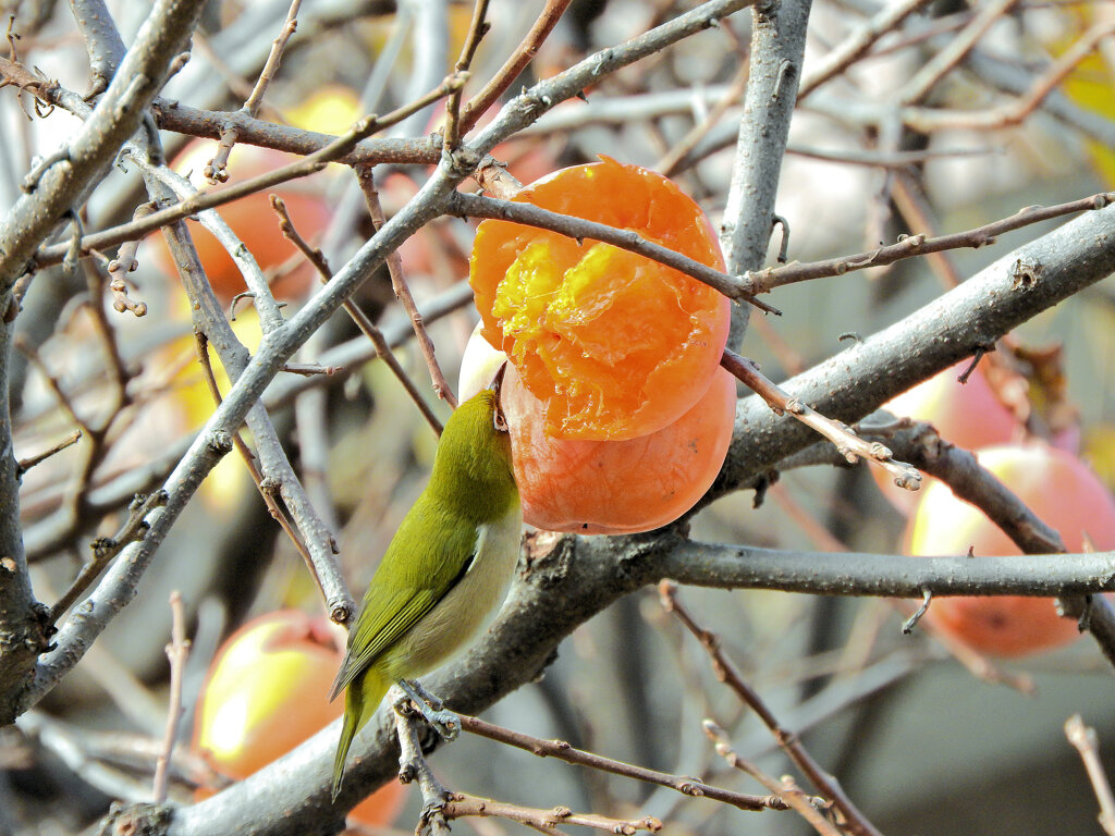 柿喰う　メジロさん　６