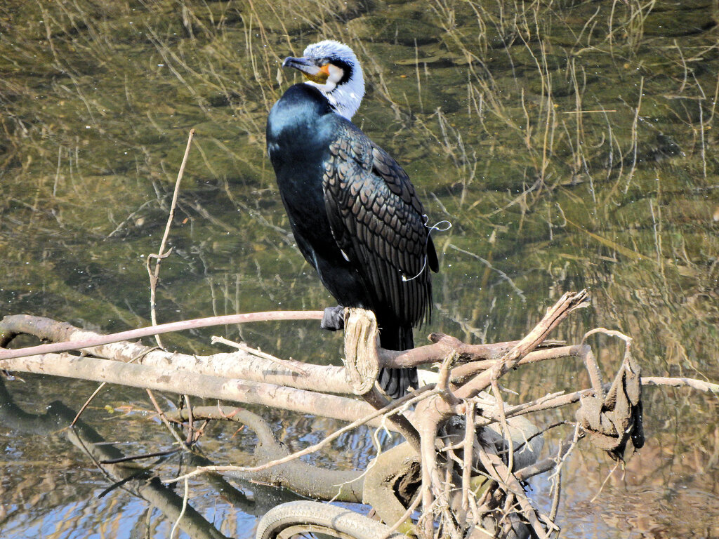 カワウ　さん　3/3