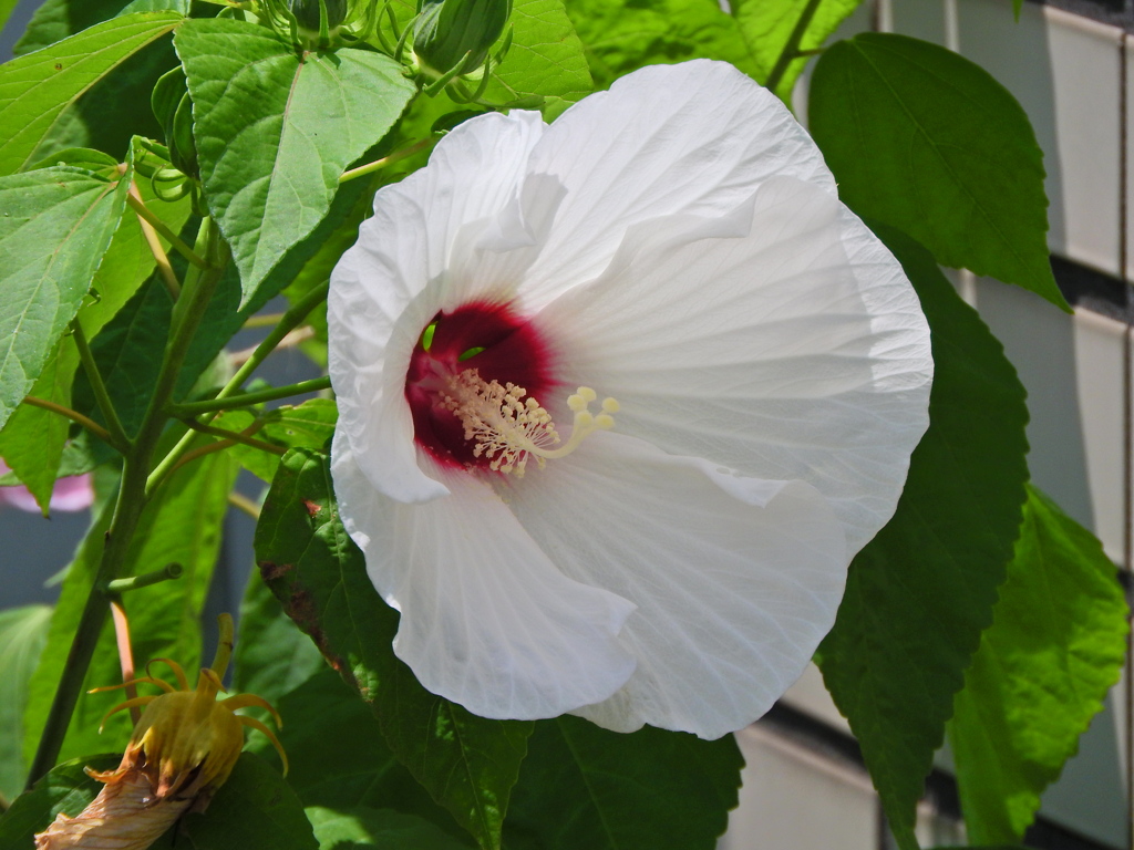 タイタンビカス ピーチホワイト　４