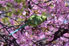 河津桜を喰い散らす　ワカケホンセイインコ　５