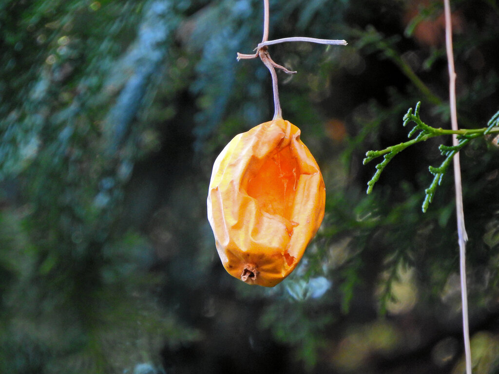 キカラスウリ（黄烏瓜）実　４