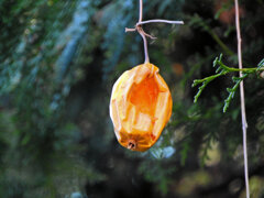 キカラスウリ（黄烏瓜）実　４