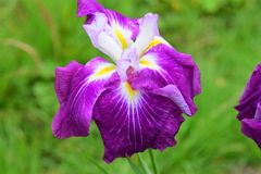 花菖蒲　２