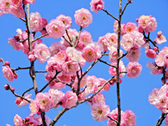 うめぇ～すぅ～　花　３