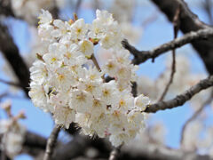 暖地桜桃(だんちおうとう)　１