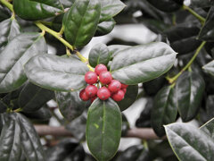 柊黐 （ひいらぎもち）　３