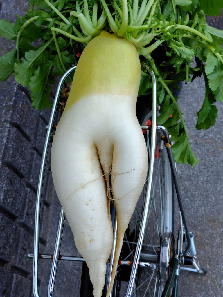  奇形大根　２