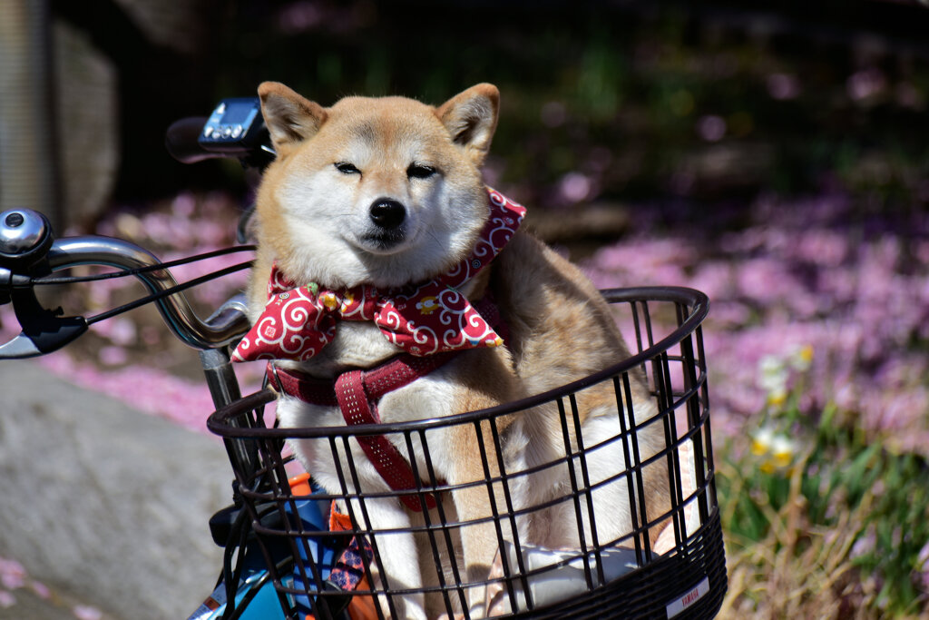 自転車の前篭で散歩だって（∪＾ω＾）わんわんお！　３