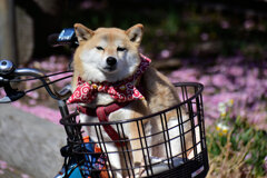 自転車の前篭で散歩だって（∪＾ω＾）わんわんお！　３