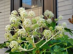 八手の花（やつでのはな）４