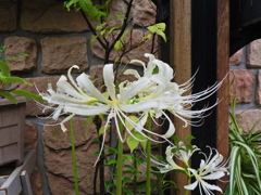 彼岸花 （ひがんばな） 曼珠沙華　（まんじゅしゃげ）１