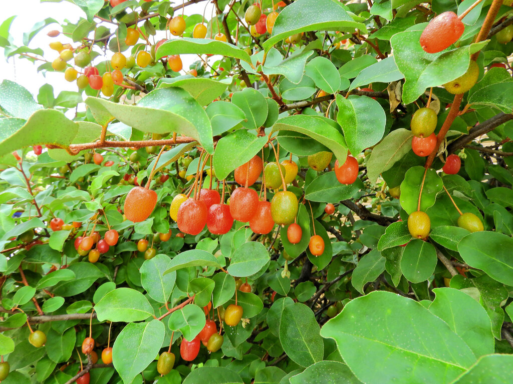 夏茱萸（ナツグミ）６